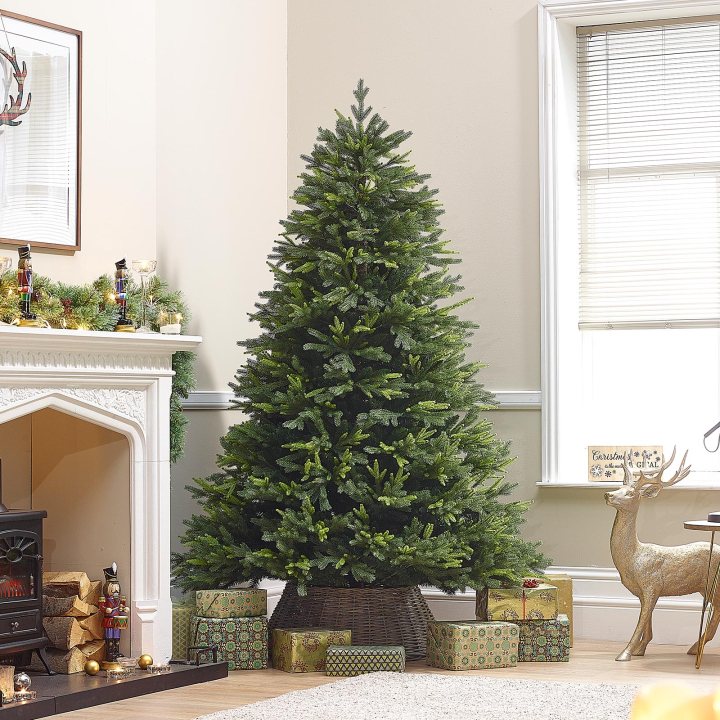 Lodgepole Fir Christmas Tree