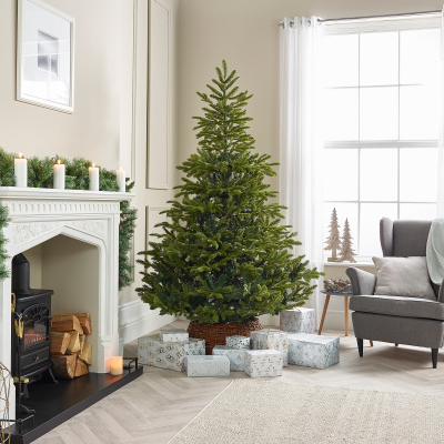 Englemanns Spruce Green Christmas Tree